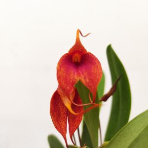 Masdevallia V.6