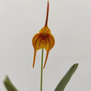 Masdevallia V.6