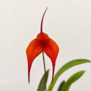 Masdevallia V.6
