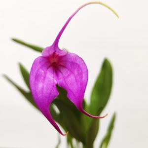 Masdevallia V.6