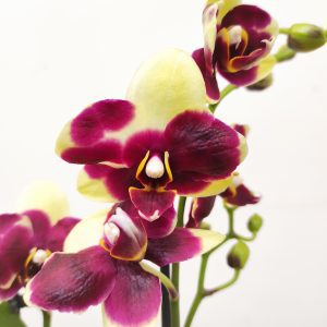 Phalaenopsis Multifloratypes 'Yellow Catania'-  V.12