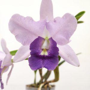 Cattleya 1 Haste