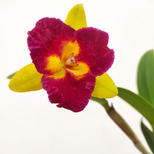 Cattleya 1 Haste