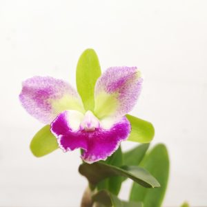 Cattleya 1 Haste