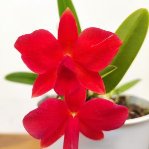 Cattleya 1 Haste