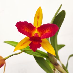 Cattleya 1 Haste