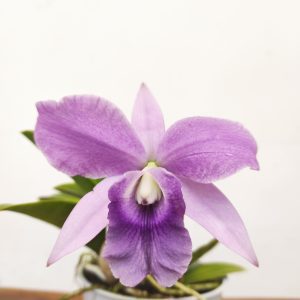 Cattleya 1 Haste