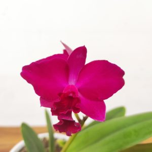 Cattleya 1 Haste