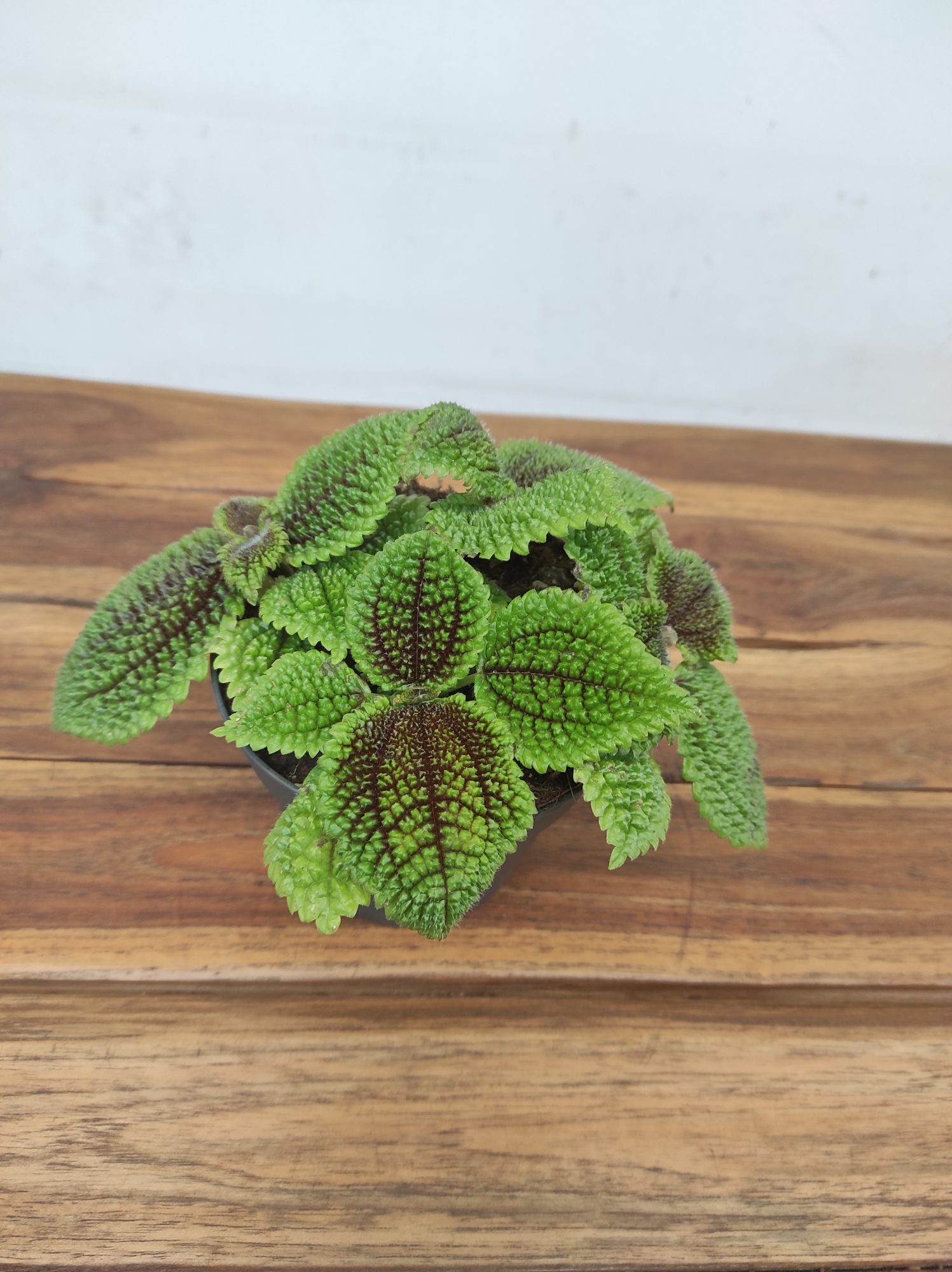 Pilea Mollis 'Moon Valey' - Image 2
