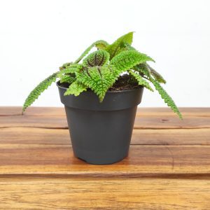 Pilea Mollis 'Moon Valey'