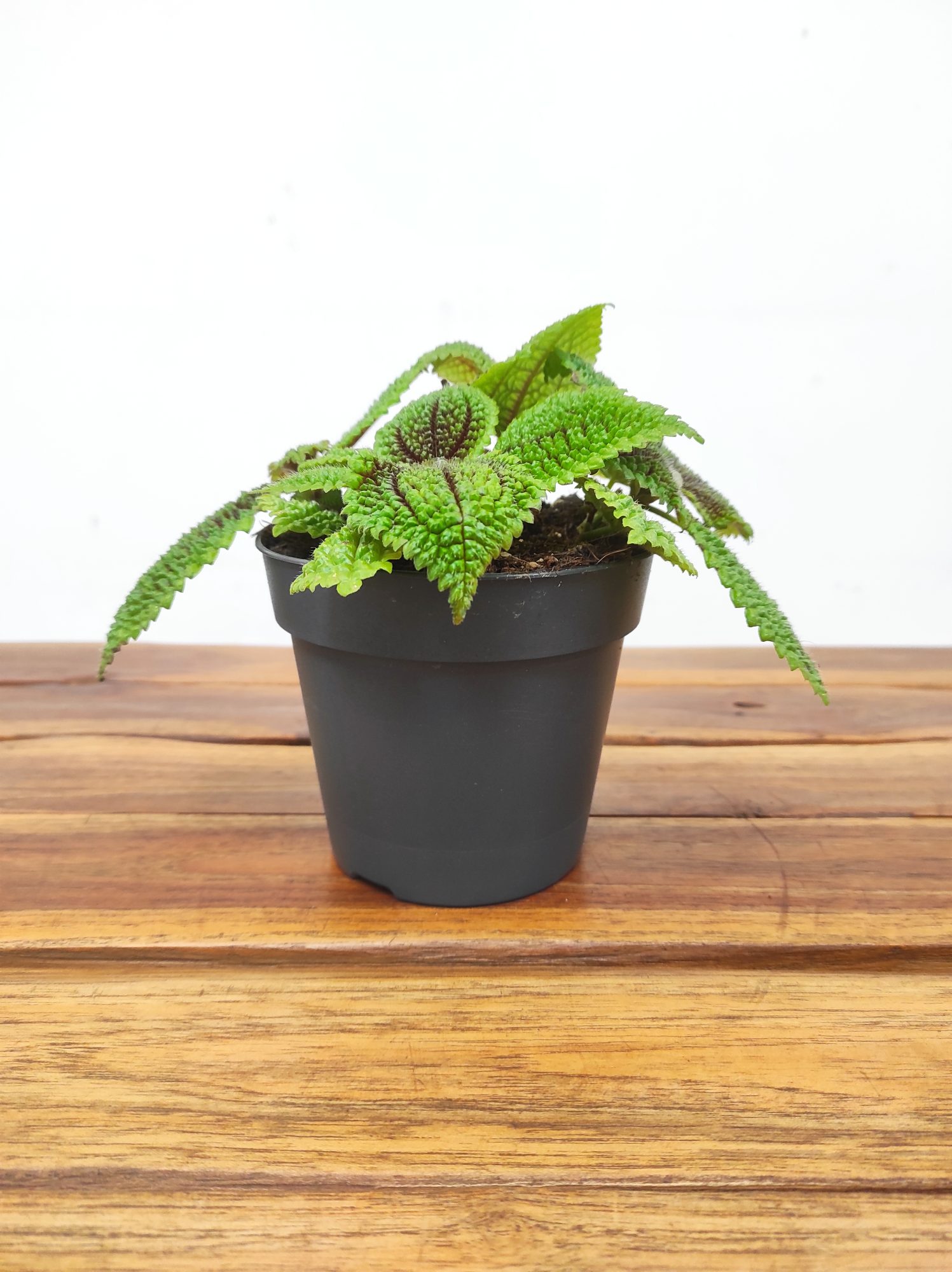 Pilea Mollis 'Moon Valey'