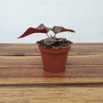 Begonia 'Palmata Don'