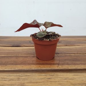 Begonia 'Palmata Don'