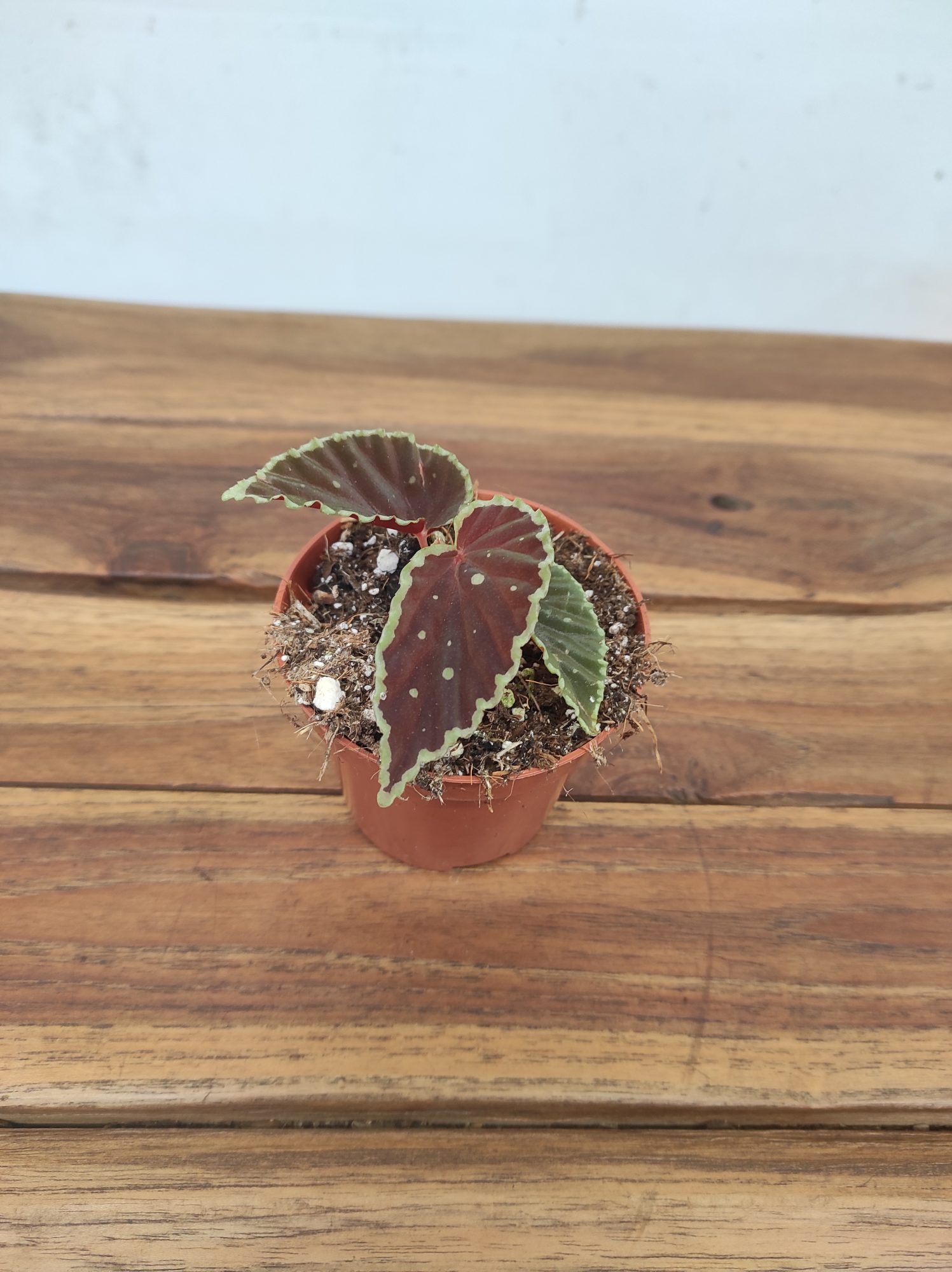 Begonia 'Darthvaderiana Green Spot' - Image 2