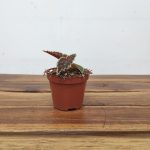 Begonia 'Darthvaderiana Green Spot'