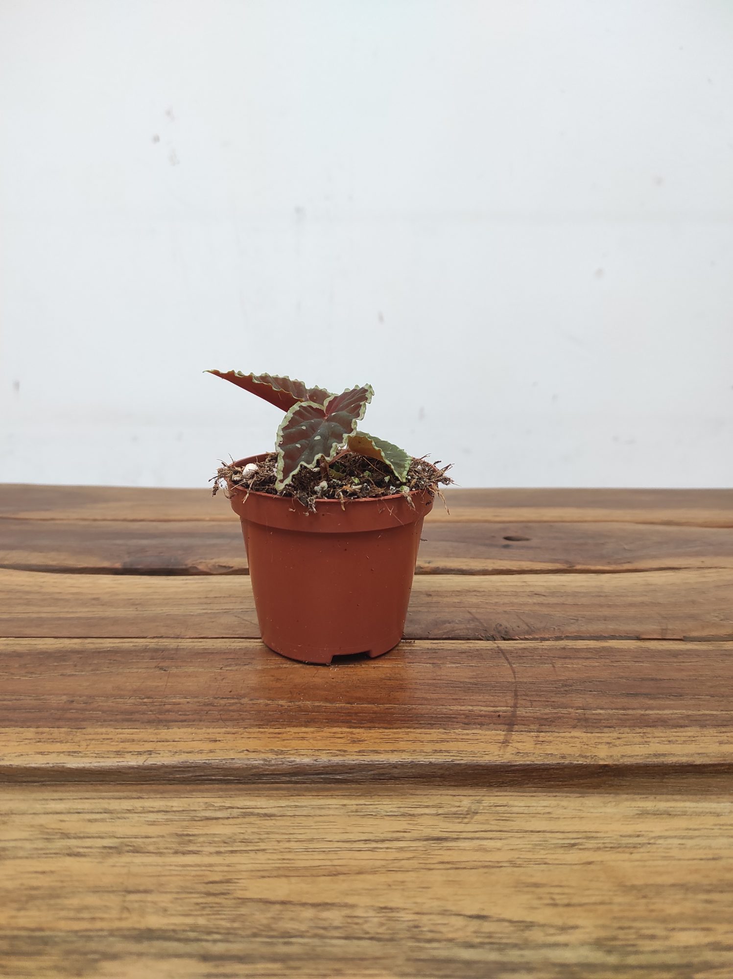 Begonia 'Darthvaderiana Green Spot'