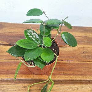 Hoya Carnosa V.12