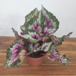 Begonia Beleaf Asian Tundra