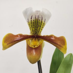 Paphiopedilum 'Amerikaanse'