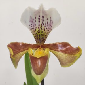 Paphiopedilum 'Amerikaanse'