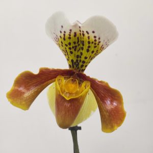 Paphiopedilum 'Amerikaanse'