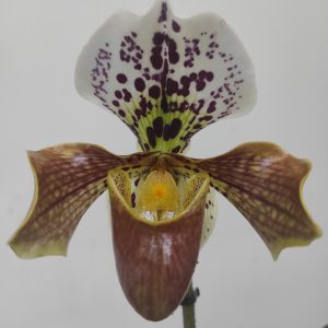 Paphiopedilum 'Amerikaanse'