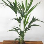 Howea Forsteriana = Kentia