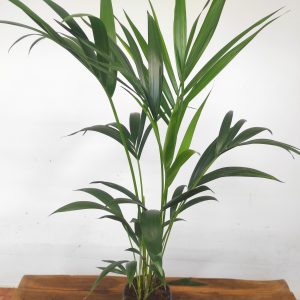 Howea Forsteriana = Kentia