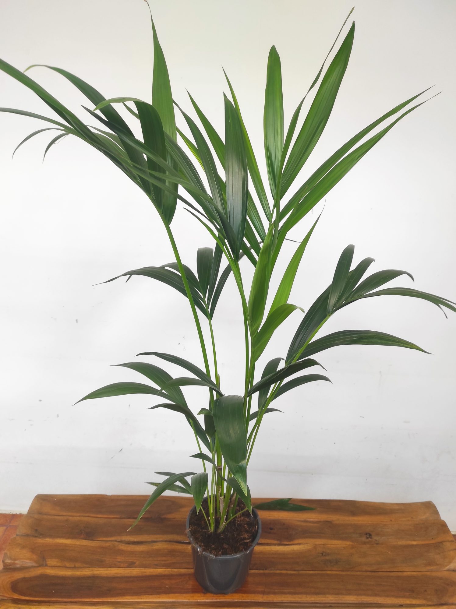 Howea Forsteriana = Kentia