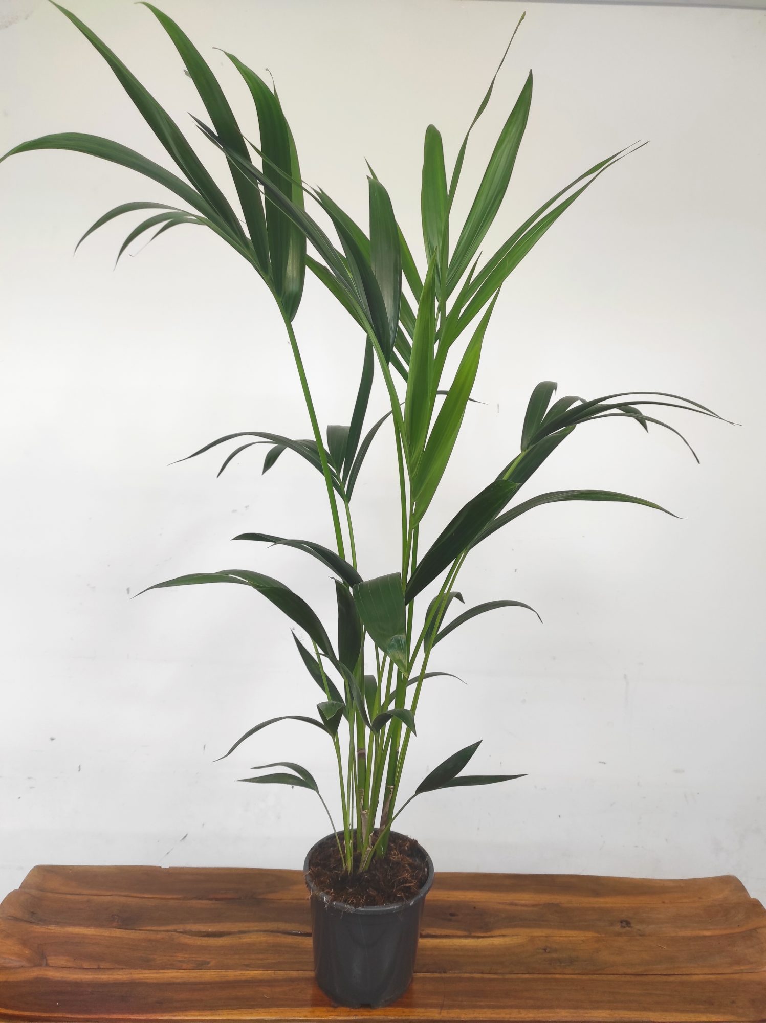 Howea Forsteriana = Kentia - Image 2