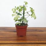 Schefflera Arboricola 'Janine'