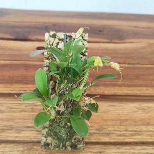 Masdevallia Nidifica - Montagem