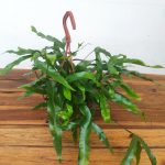 Microsorum Diversifolium