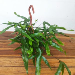 Microsorum Diversifolium