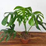 Monstera Sierrana Mexico