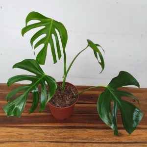 Monstera Sierrana Mexico