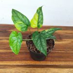 Monstera Siltepecana Variegata