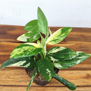 Monstera Standelayana Yellow Variegata