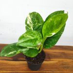 Monstera Lechleriana Variegata