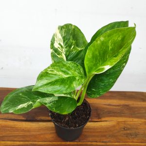 Monstera Lechleriana Variegata