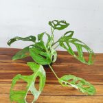 Monstera Indo Variegata