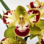Cymbidium Harlequin V.14