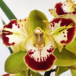 Cymbidium Harlequin 2 hastes V.14
