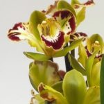 Cymbidium Harlequin 3 hastes V.14