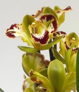 Cymbidium Harlequin 3 hastes V.14
