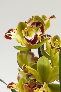 Cymbidium Harlequin 3 hastes V.14