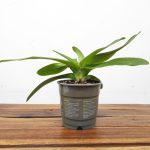 Paphiopedilum Sem Flor - V.12