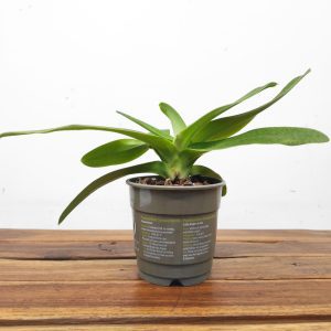 Paphiopedilum Sem Flor - V.12