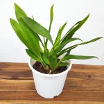 Cambria Sem Flor - V.19