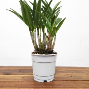 Dendrobium Kingianum Sem Flor – V.12